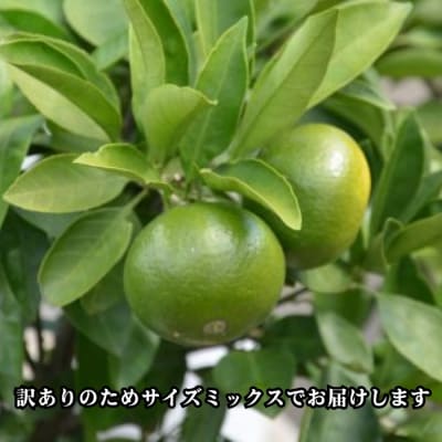 愛媛みかん 極早生 5kg 愛南町 青果市場 発送:24年10月初旬～10月末(なくなり次第終了)