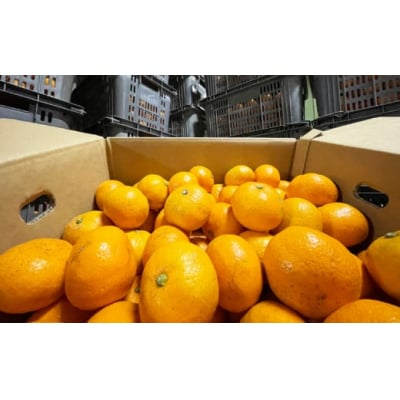 愛媛みかん 南柑20号 6kg 温州みかん 愛媛県 愛南町 エニシトラス