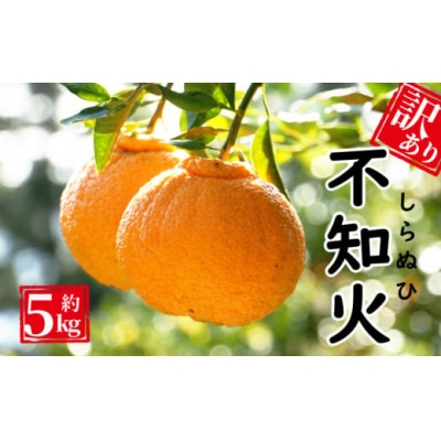 先行受付 訳あり 不知火 約5kg エニシトラス