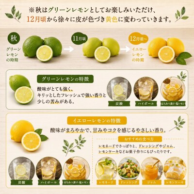 【先行受付】【2026年10月1日～】レモン 約1.5kg フルーツアイランド・マルエム産