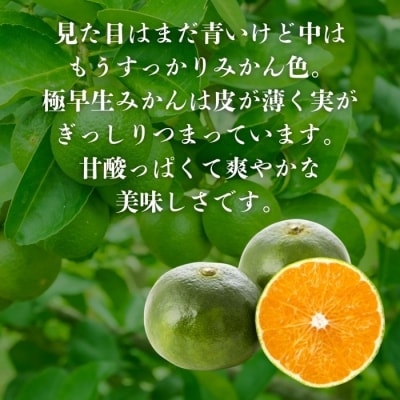 訳あり 極早生 みかん 10kg 愛媛みかん 愛媛県 愛南町 清家ばんかんビレッジ
