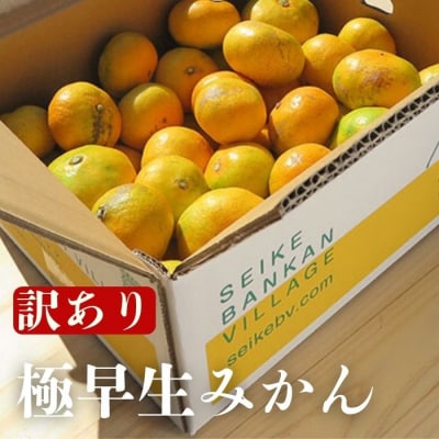 訳あり 極早生 みかん 10kg 愛媛みかん 愛媛県 愛南町 清家ばんかんビレッジ
