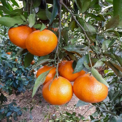 甘平5kg 精品 家庭用 みかん 中山農園 発送期間: 2025年2月1日～