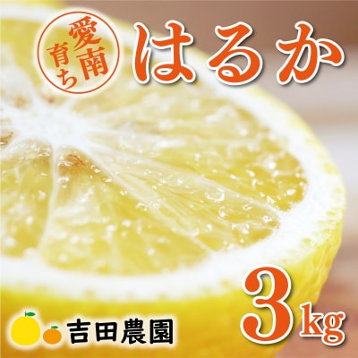 数量限定 先行受付 はるか 3kg みかん 国産 吉田農園 愛南町 愛媛県