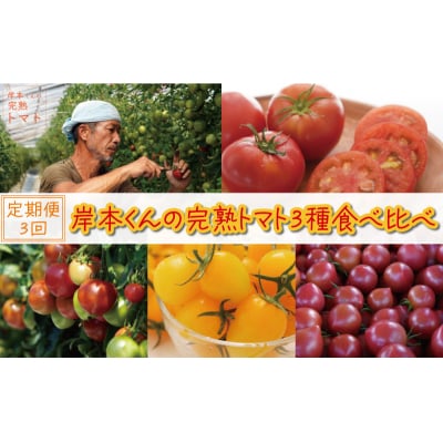 定期便 3回 岸本くんの 完熟 トマト とまと ミニトマト 大玉 イエロー アイコ 愛南町 愛媛県