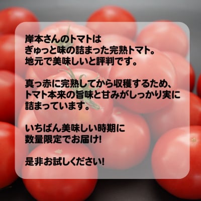 定期便 3回 岸本くんの 完熟 トマト とまと ミニトマト 大玉 イエロー アイコ 愛南町 愛媛県