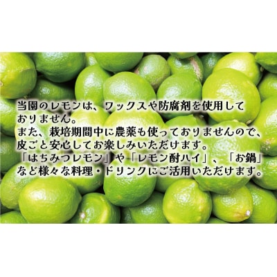 訳あり 愛媛 レモン ( グリーンレモン ) 5kg 7000円 柑橘 サイズ 不揃い 果樹園みどり