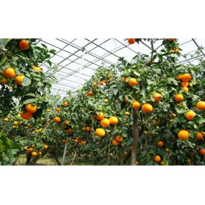 先行受付  訳あり 愛南 まどんな 5kg 【 青秀品 】 みかん 果樹園みどり 愛南町 愛媛県