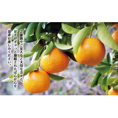 先行予約 訳あり ポンカン 5kg ぽんかん みかん ミカン くらもとファーム 愛南町 愛媛県