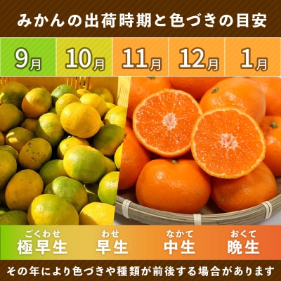 訳あり 愛媛みかん 3kg 発送時期 11月以降 みかん 柑橘 清家ばんかんビレッジ