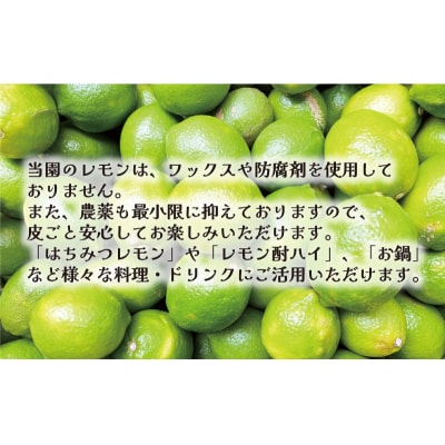 訳あり レモン 2.5kg 柑橘 家庭用 檸檬 国産 れもん あいなんマザーズ 愛南町 愛媛県