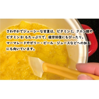 先行受付 贈答用 甘夏 10kg 樹齢25年以上 あまなつ みかん くらもとファーム 愛南町 愛媛県