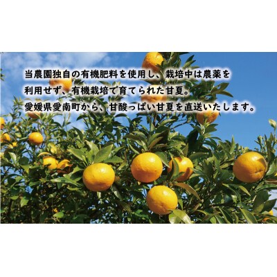 先行受付 贈答用 甘夏 10kg 樹齢25年以上 あまなつ みかん くらもとファーム 愛南町 愛媛県