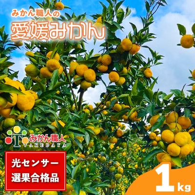 訳あり 愛媛みかん 1kg ミカン 蜜柑 みかん職人武田屋 愛南町