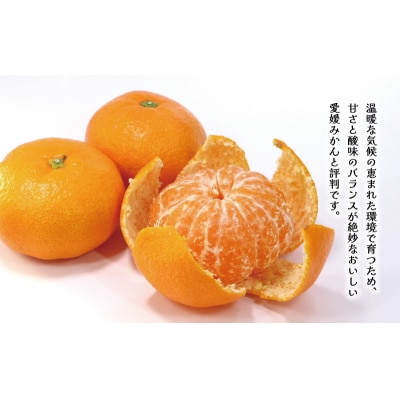 訳あり 愛媛みかん 7kg 数量限定 温州 みかん ミカン 柑橘 くらもとファーム 愛南町 愛媛県