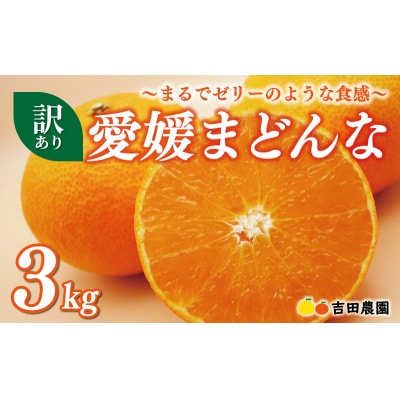 訳あり 愛媛 まどんな 3kg 数量限定 みかん 家庭用  あいか 愛果 吉田農園 愛南町 愛媛県