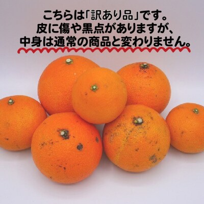 数量限定 訳あり 愛媛 まどんな 3kg みかん 家庭用  あいか 愛果 吉田農園 愛南町 愛媛県