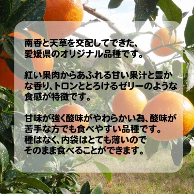数量限定 訳あり 愛媛 まどんな 3kg みかん 家庭用  あいか 愛果 吉田農園 愛南町 愛媛県