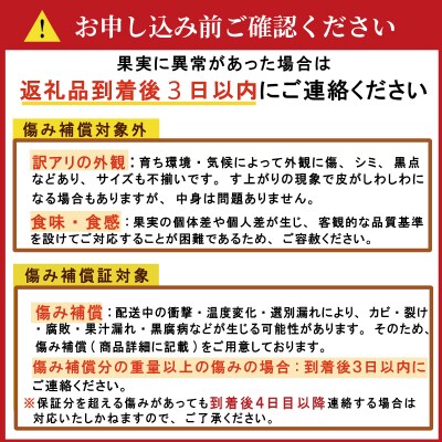 数量限定 訳あり 愛媛 まどんな 3kg みかん 家庭用  あいか 愛果 吉田農園 愛南町 愛媛県