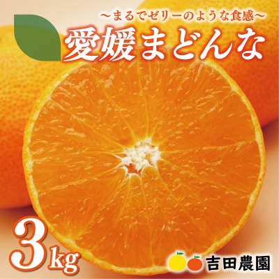数量限定 先行受付 愛媛 まどんな 3kg みかん あいか マドンナ 吉田農園 愛南町 愛媛県