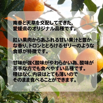 数量限定 先行受付 愛媛 まどんな 3kg みかん あいか マドンナ 吉田農園 愛南町 愛媛県