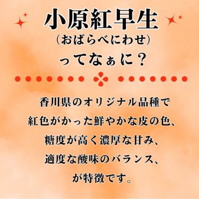 訳あり 小原紅早生 ( 愛南ルビー )  5kg みかん 12000円 愛南町青果市場