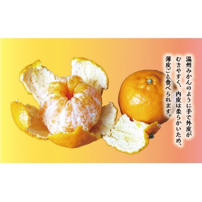 【先行受付:発送2027年1月下旬～】訳あり ポンカン 5kg 八百みかん農園 愛南町 愛媛県