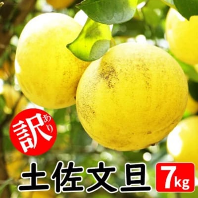訳あり 土佐文旦 7kg みかん 蜜柑 文旦 ぶんたん 愛南町青果市場 発送:2025年2月中旬～ 
