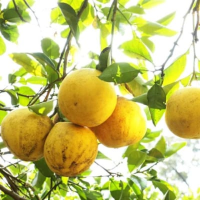 【先行予約:2027年度2月上旬～ 】訳あり 土佐文旦 7kg 文旦 ぶんたん 愛南町青果市場