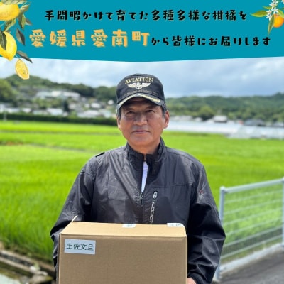 訳あり 土佐文旦 7kg みかん 蜜柑 文旦 ぶんたん 愛南町青果市場 発送:2026年2月中旬～ 