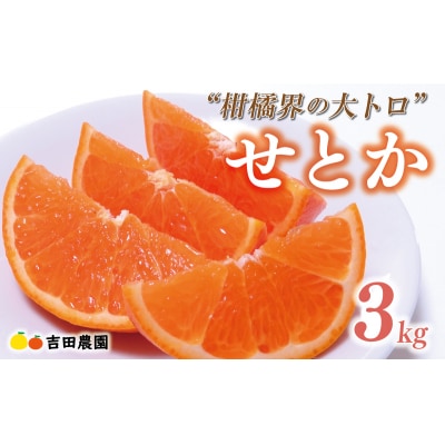 数量限定 先行受付 せとか 3kg みかん 高級 人気 柑橘 果物 吉田農園 愛南町 愛媛県