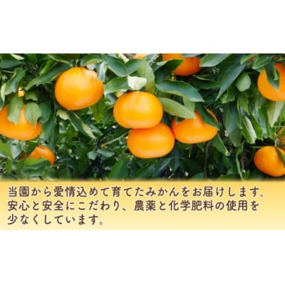数量限定 先行受付 せとか 3kg みかん 高級 人気 柑橘 果物 吉田農園 愛南町 愛媛県