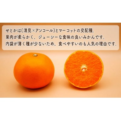 訳あり せとか 3kg みかん 高級 人気 柑橘 果物 フルーツ 数量限定 吉田農園 愛南町 愛媛県