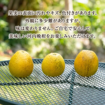 【先行予約】数量限定 訳あり 河内晩柑 樹齢 30年以上 9kg みかんの山祥 愛南町 愛媛県