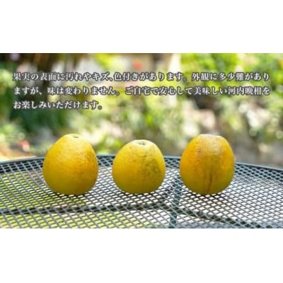 数量限定 先行受付 訳あり 河内晩柑 樹齢 25年以上 9kg みかんの山祥 愛南町 愛媛県