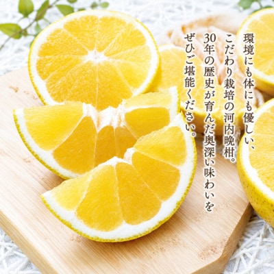 【先行予約】数量限定 訳あり 河内晩柑 樹齢 30年以上 9kg みかんの山祥 愛南町 愛媛県
