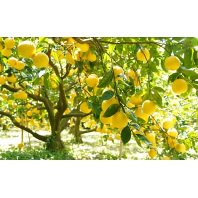 数量限定 先行受付 訳あり 河内晩柑 樹齢 25年以上 9kg みかんの山祥 愛南町 愛媛県