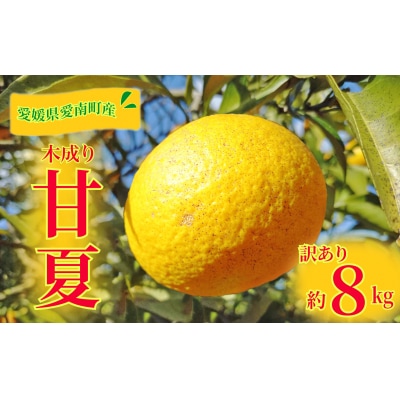 訳あり 甘夏 8kg 柑橘 フルーツ 果物 愛媛県 愛南町 愛南町青果市場