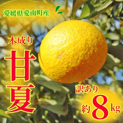 訳あり 甘夏 8kg 柑橘 フルーツ 果物 愛媛県 愛南町 愛南町青果市場
