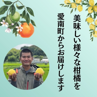 【先行予約】訳あり 甘夏 8kg +傷み補償分1割程度増量柑橘 愛媛県 愛南町 愛南町青果市場