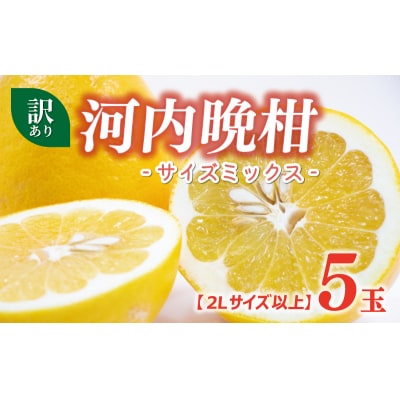 訳あり 河内晩柑 2L サイズ 以上 5玉 ( 3kg 弱 ) サイズミックス 大樹農園 愛南町