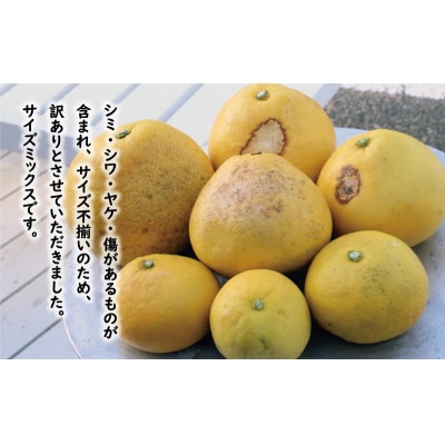 訳あり 文旦 13.5kg + 傷み補償 500g ミッチーのおみかん畑 愛南町 愛媛県