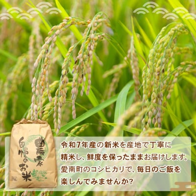 【令和7年産 先行受付】新米 令和7年産 コシヒカリ 5kg 米 お米 コメ 白米 精米  愛媛県 