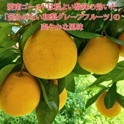 訳あり 愛南ゴールド ( 河内晩柑 ) 8kg みかん グレープフルーツ 愛媛県 愛南町 愛なんよ 