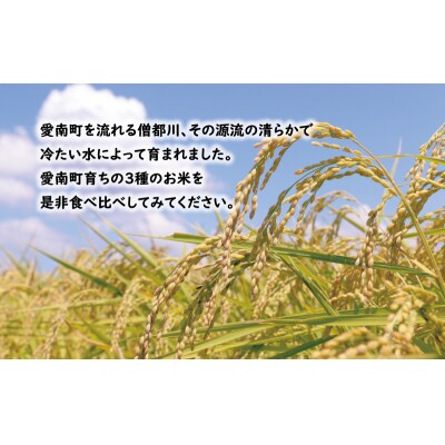 先行予約 新米 令和8年産 コシヒカリ 10kg お米 白米 精米 田中均 愛南町 愛媛県