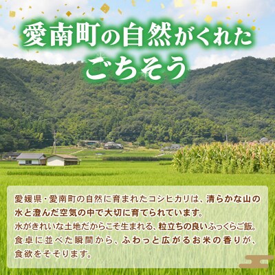 新米 令和8年産 コシヒカリ 10kg 米 お米 白米 精米 愛南町 和家農園
