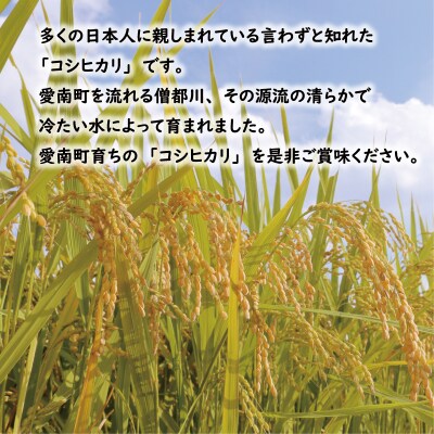 【先行予約】令和8年産 コシヒカリ 10kg お米 白米 新米 えひめ南農業協同組合 愛南町 愛媛県
