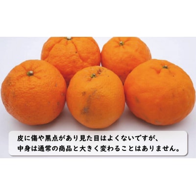 数量限定 先行受付 お試し用 訳あり ポンカン 3kg 吉田農園 愛南町 愛媛県