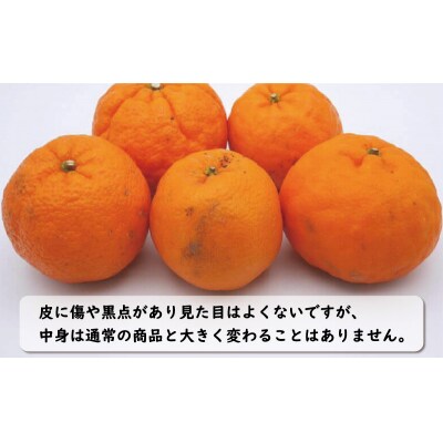 数量限定 先行受付 お試し用 訳あり ポンカン 3kg 吉田農園 愛南町 愛媛県