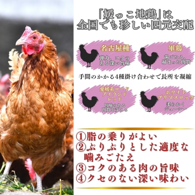 クリスマス 先行受付 媛っこ地鶏 丸鶏 約1.8㎏ ローストチキン ローカルスタンダード
